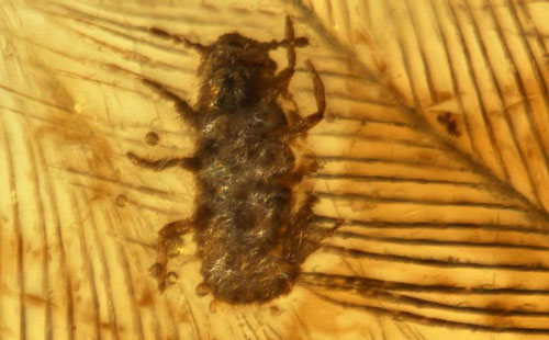 Tìm thấy hổ phách chứa lông khủng long, rận cổ đại 99 triệu năm tuổi