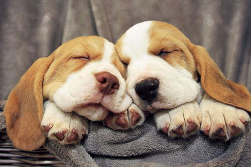 CLIP: Tại sao chó già nhanh hơn chúng ta?