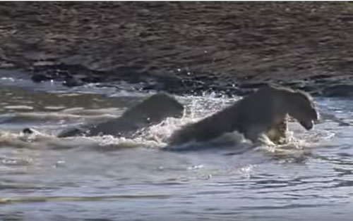 CLIP: Cá sấu tấn công sư tử bơi qua sông và cái kết