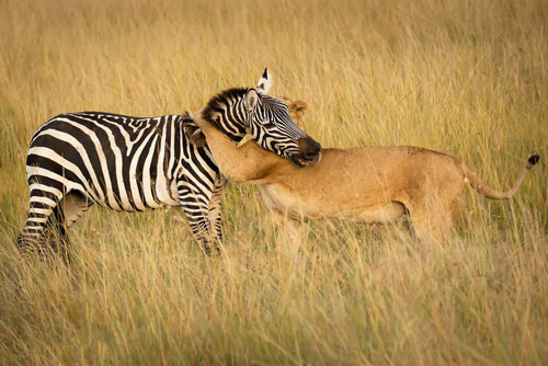 Sự thật 'bi thảm' sau bức ảnh sư tử ôm ngựa vằn 'thắm thiết'