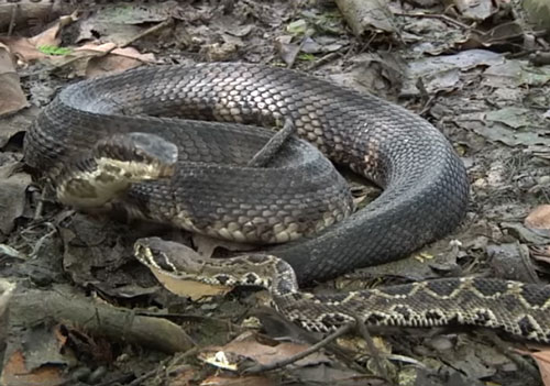 CLIP: Rắn đuôi chuông bị nuốt chửng khi chạm mặt rắn hổ mang