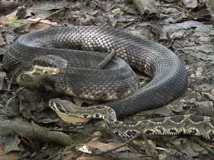 CLIP: Rắn đuôi chuông bị nuốt chửng khi chạm mặt rắn hổ mang