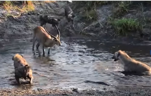 CLIP: Linh dương thoát chết "thần kỳ" trong vòng vây của linh cẩu và chó hoang
