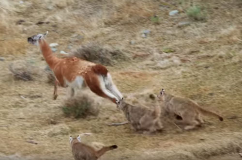 CLIP: 4 mẹ con báo sư tử "bất lực" trước lạc đà Guanaco