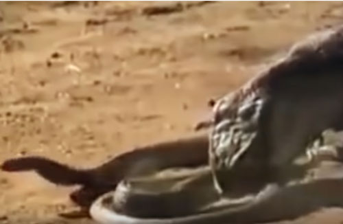 CLIP: Rắn hổ mang nhận 'cái kết đắng' khi giành mồi của rồng Komodo