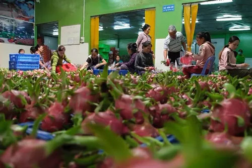 Làm thế nào tháo gỡ khó khăn cho nông sản Việt trước tình hình dịch viêm phổi cấp?