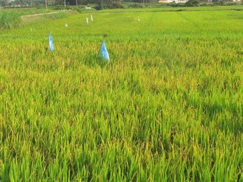 Nông dân lo lắng trước nạn chuột hại lúa