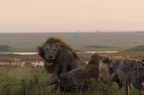 CLIP: Sư tử đực trong vòng vây của đàn linh cẩu và cái kết bất ngờ