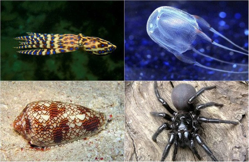 Từ trái qua phải, trên xuống dưới: Bạch tuộc đốm xanh lớn, sứa hộp, ốc sên hình nón, nhện lưỡi phễu Sydney là 4 trong những sinh vật có nọc độc khủng khiếp nhất của Australia.