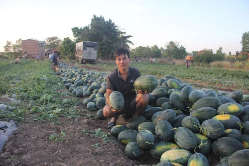 Dưa hấu sắp hàng dài ngoài đồng chờ thương lái đến mua