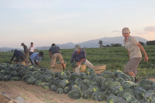 Dưa rớt giá thê thảm, 500 đồng/kg.