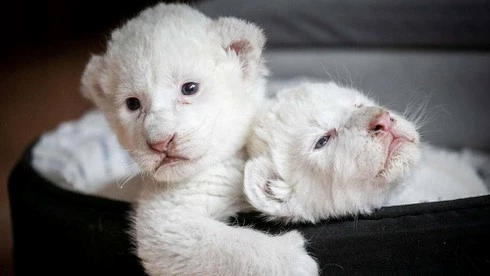 Hai sư tử trắng tên Simba và Nala vừa chào đời.