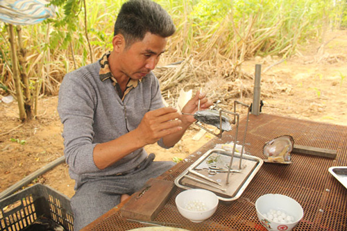  Đắk Lắk: Nuôi cấy thành công ngọc trai nước ngọt 