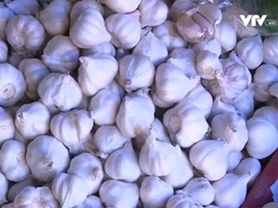 Tỏi chữa cảm cúm, ho, bụng đầy chướng