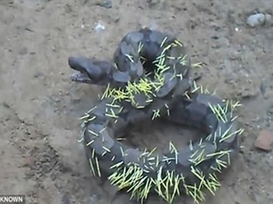 Mạo hiểm săn nhím, 'trăn 'khủng' đau đớn nhận cái kết bi thương