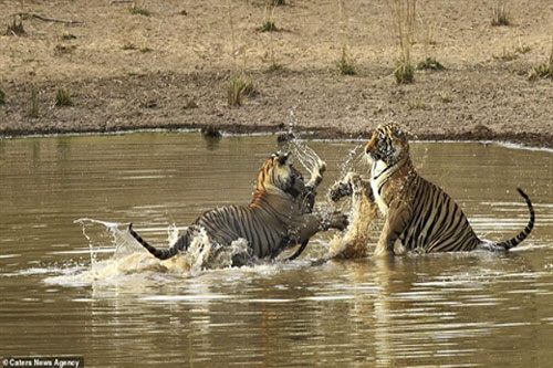 'Gạt tình thân', anh em hổ kịch chiến giành mồi ngon