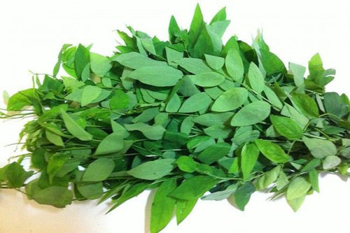 Rau ngót: Món ăn ngon - vị thuốc tốt