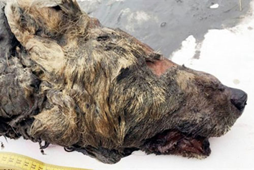 Kinh ngạc trước đầu sói khổng lồ 40.000 năm còn nguyên lông, răng