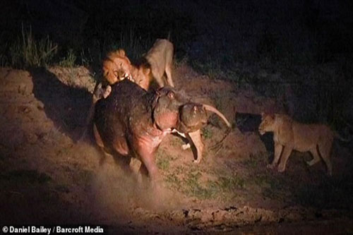 Hà mã bị thương thoát chết 'thần kỳ' giữa bầy sư tử