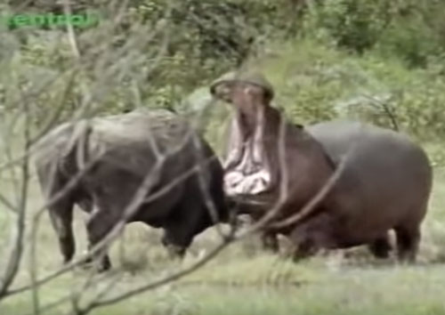 CLIP: "Chọc giận" hà mã, trâu rừng nhận cái kết đắng