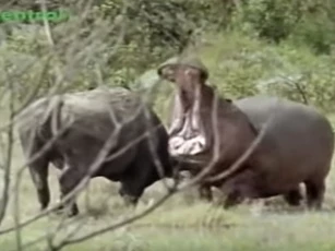 CLIP: "Chọc giận" hà mã, trâu rừng nhận cái kết đắng