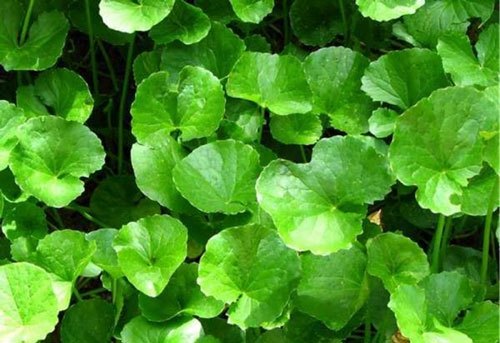 Rau má: cây rau thông dụng, vị thuốc tốt