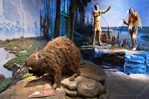 Phát hiện hải ly khổng lồ to ngang gấu đen