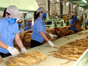 Nhập khẩu thuốc lá nguyên liệu theo hạn ngạch thuế quan cam kết tại Hiệp định CPTPP