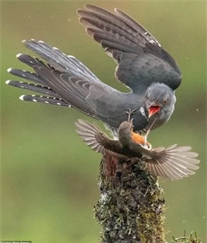 Khi chim tu hú đang đậu trên một thân cây, con chim nhỏ hơn kia lao đến và liên tiếp dùng mỏ tấn công.