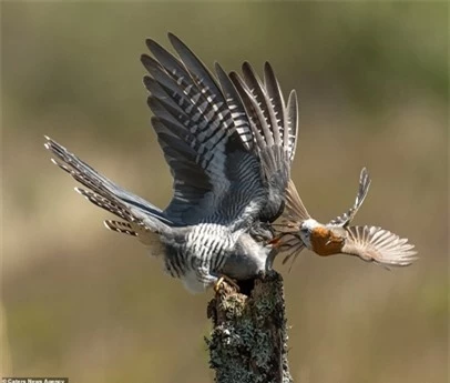 Chim tu hú dùng đôi cánh lớn để bảo vệ bản thân khỏi những đòn tấn công của đối thủ.