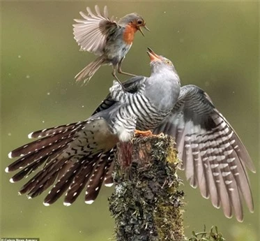 Có thể thấy sự sợ hãi của con chim tu hú khi kẻ địch quá nhanh nhẹn và hung dữ dù kích thước nhỏ hơn rất nhiều.