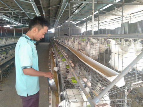 Đắk Lắk: Khởi nghiệp từ nuôi gà ác đẻ trứng