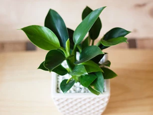Đặt những loại cây này lên bàn thờ Thần Tài, tài lộc chiếu rọi, gia chủ cả năm làm ăn phát đạt