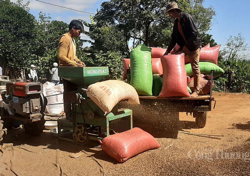 Cà phê Việt: Tìm hướng đi bền vững