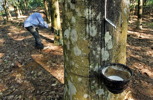 Xuất khẩu cao su phục hồi nhờ thương mại Mỹ-Trung khởi sắc?