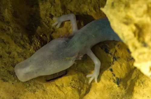 "Sống chậm" như chú kỳ nhông 7 năm không di chuyển