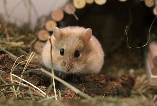 Chuột hamster xuất xứ từ đâu?