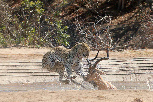 Choáng với 'tuyệt chiêu kungfu' trên mặt nước của báo hoa mai