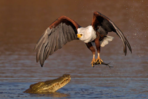 Màn cướp mồi táo tợn của đại bàng trước mõm cá sấu