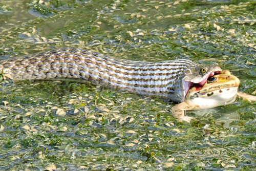 'Kinh hoàng' trước cảnh cắn nuốt đầy máu me của rắn nước