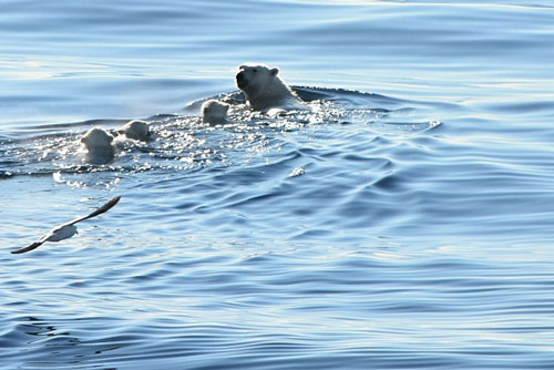 'Nín thở' xem gấu Bắc Cực mẹ dẫn đàn con bơi vượt biển