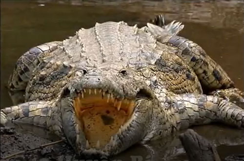 CLIP: 5 con vật giết hại nhiều người nhất trong lịch sử