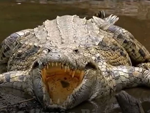 CLIP: 5 con vật giết hại nhiều người nhất trong lịch sử