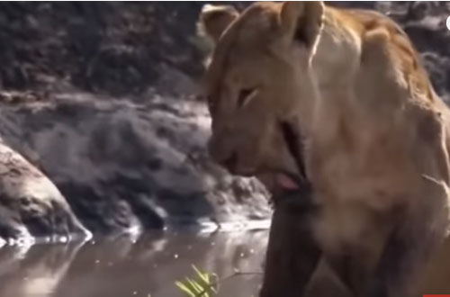 CLIP: "Rợn người" trước cảnh sư tử vỡ hàm dưới vì bị cá sấu tấn công