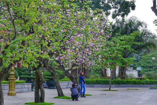Hoa ban khoe sắc giữa phố phường Hà Nội