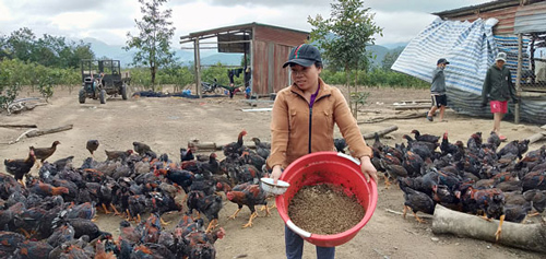 Đắk Lắk: Nuôi gà bằng ấu trùng ruồi lính đen mang lại hiệu quả cao