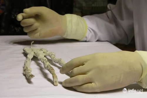 Tìm thấy bàn tay 3 ngón nghi của người ngoài hành tinh?