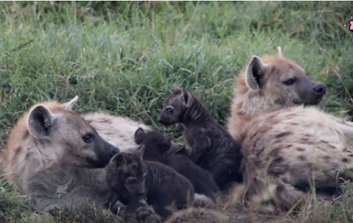 CLIP: Những loài động vật tàn độc, ăn thịt cả "anh em" ruột 