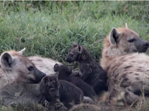 CLIP: Những loài động vật tàn độc, ăn thịt cả "anh em" ruột