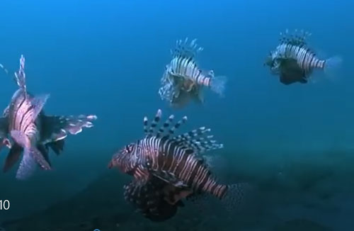 CLIP: Top 10 loại động vật dưới nước nguy hiểm nhất thế giới